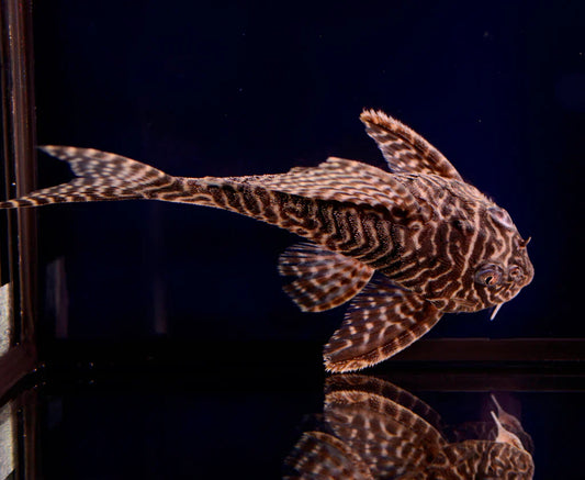 King Tiger Pleco L-333