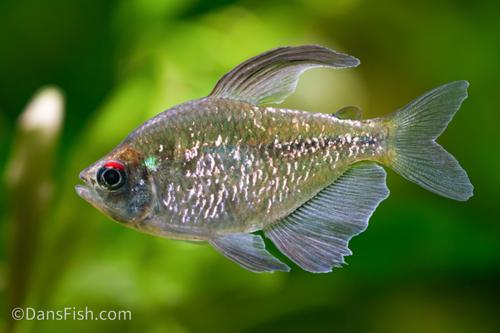 Diamond Tetra