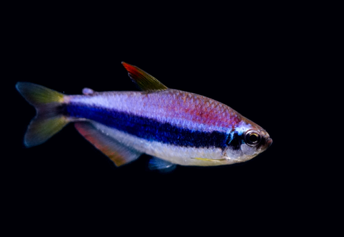 King Emperor/Kerri Tetra