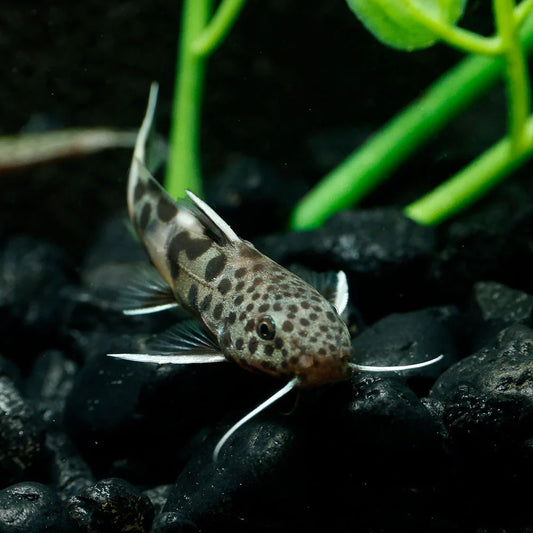 Synodontis Petricola Dwarf