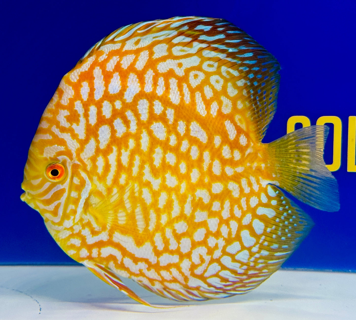 Yellow Pigeon Checkerboard Jumbo Premium Discus 6.5-7"