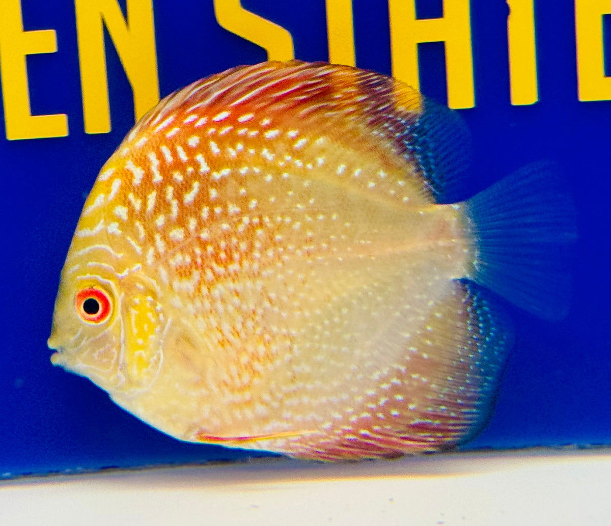 Pigeon Scarlet Snake Discus 3-3.5"