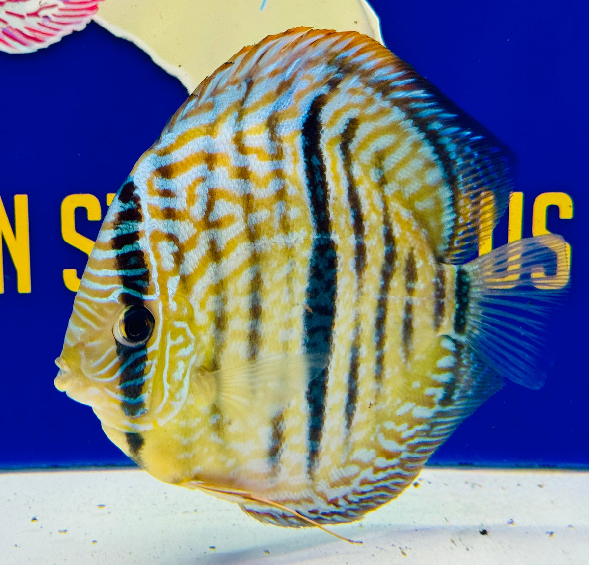 Blue Moon Heckle Cross Premium Kl Discus 6-6.5"