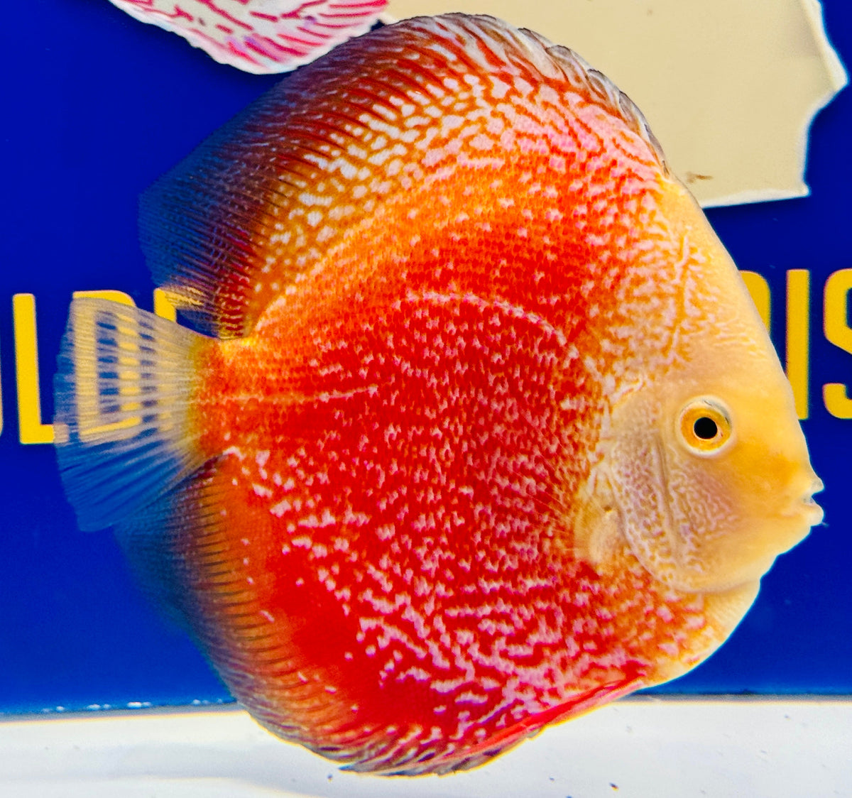 Moonlight Galaxy Premium Discus 6-6.5"
