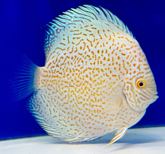 Albino Viper King Discus 5-5.5"