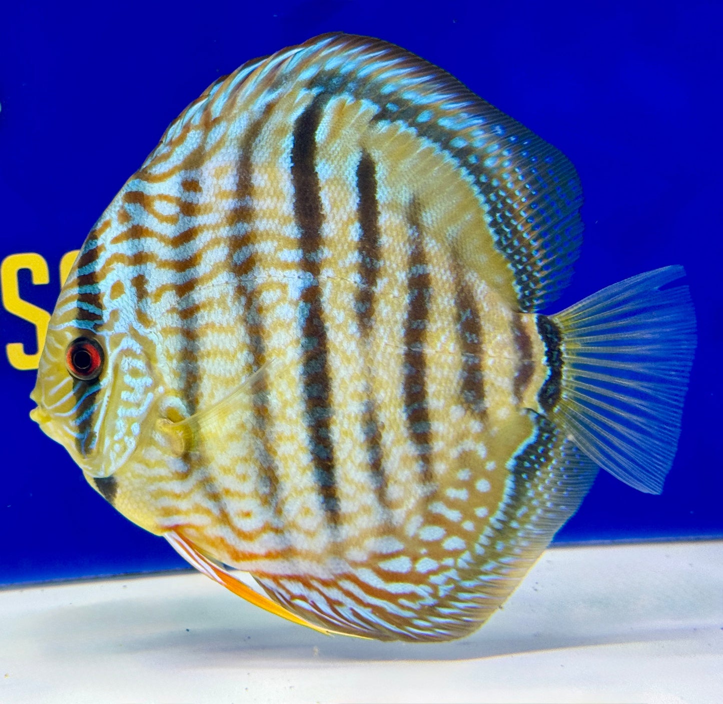Blue Turquoise Heckel Cross Premium Discus 6-6.5"