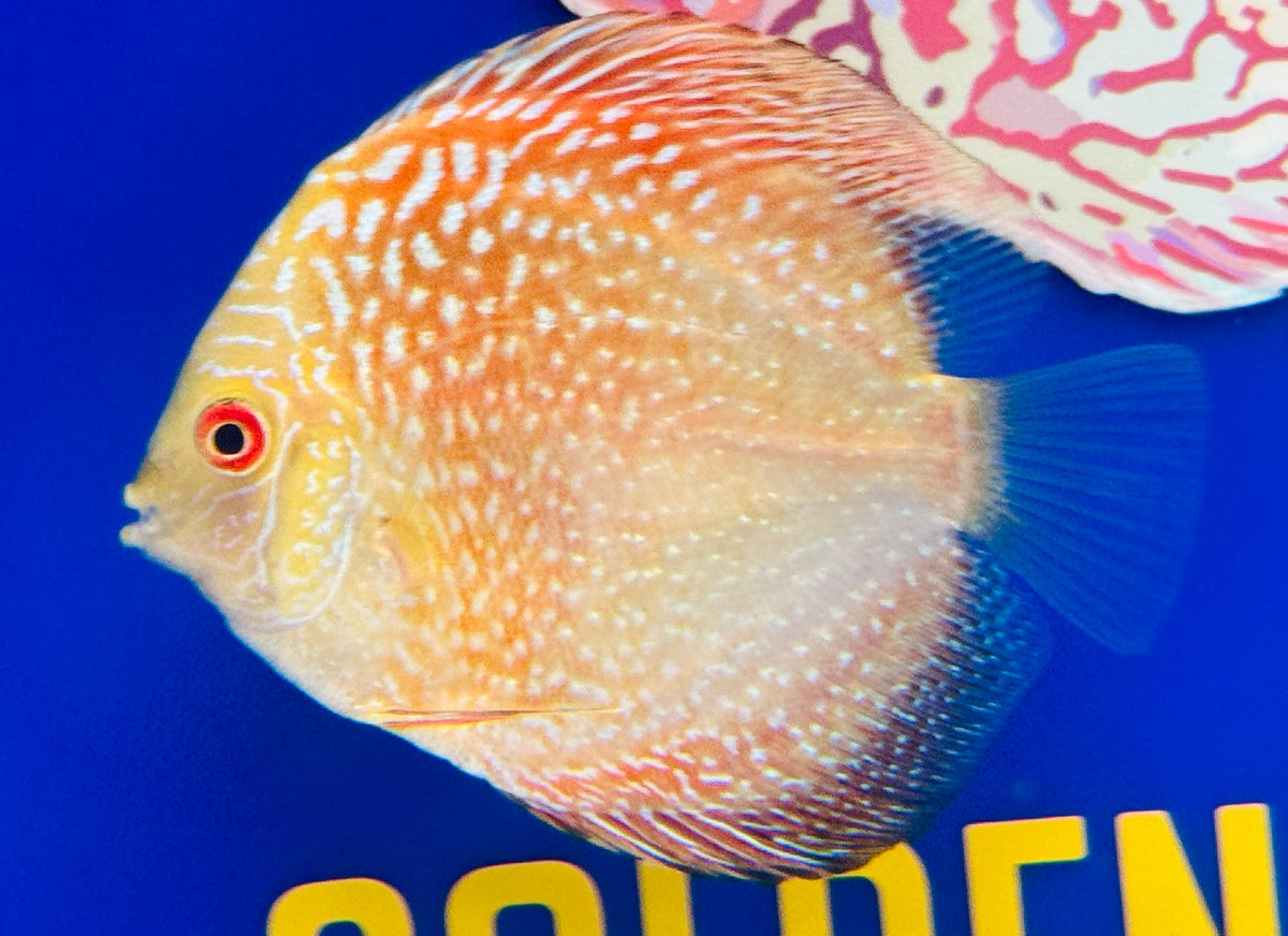 Pigeon Scarlet Snake Discus 3-3.5"