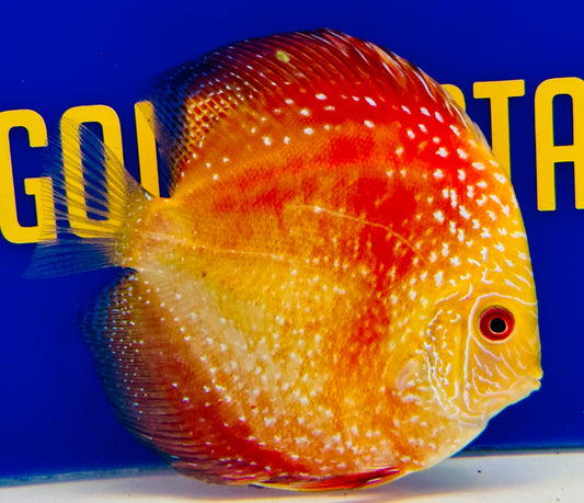 Pigeon Scarlet Snake Discus 4.5-5"