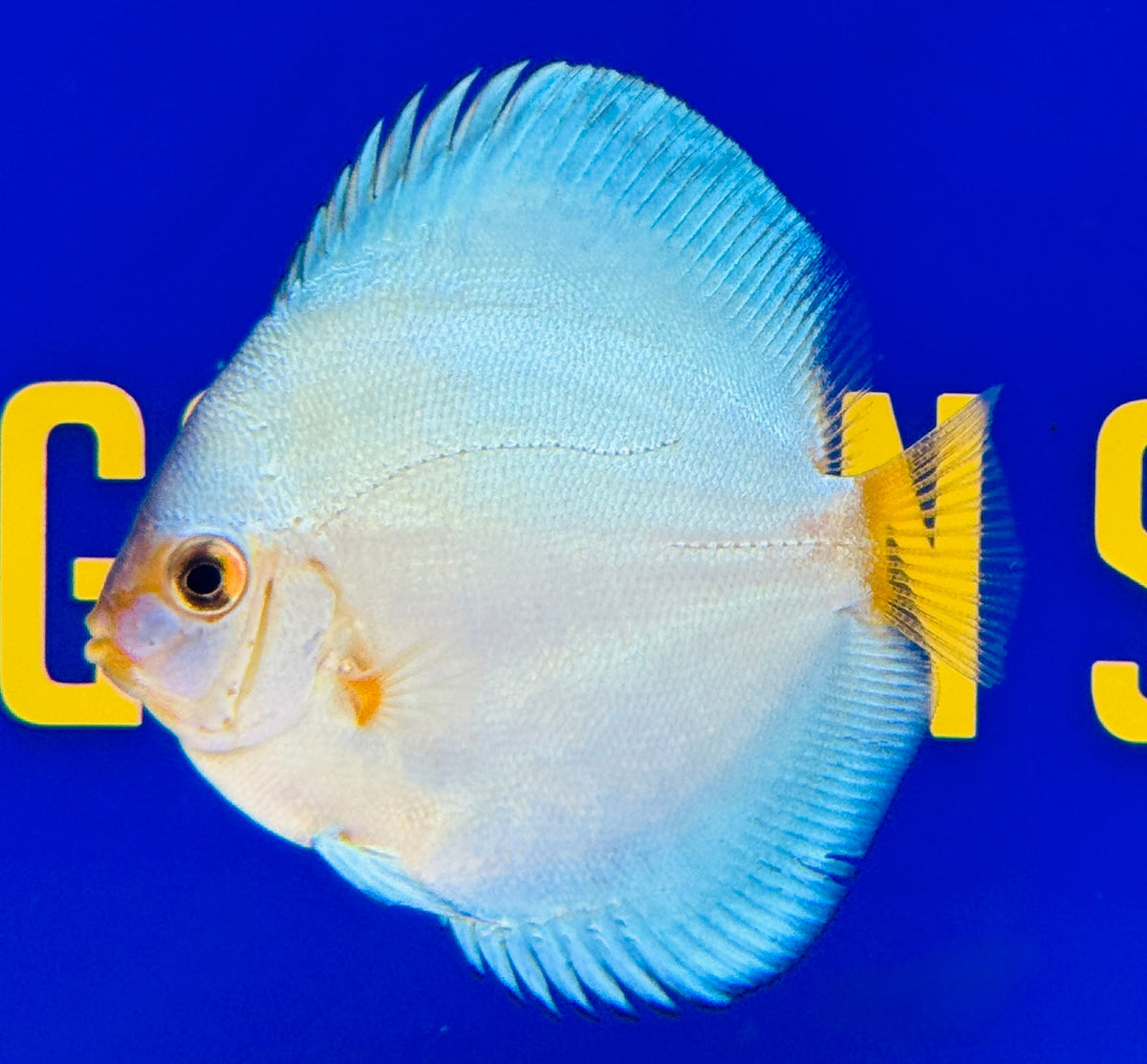 Blue Diamond Discus 3-3.5"