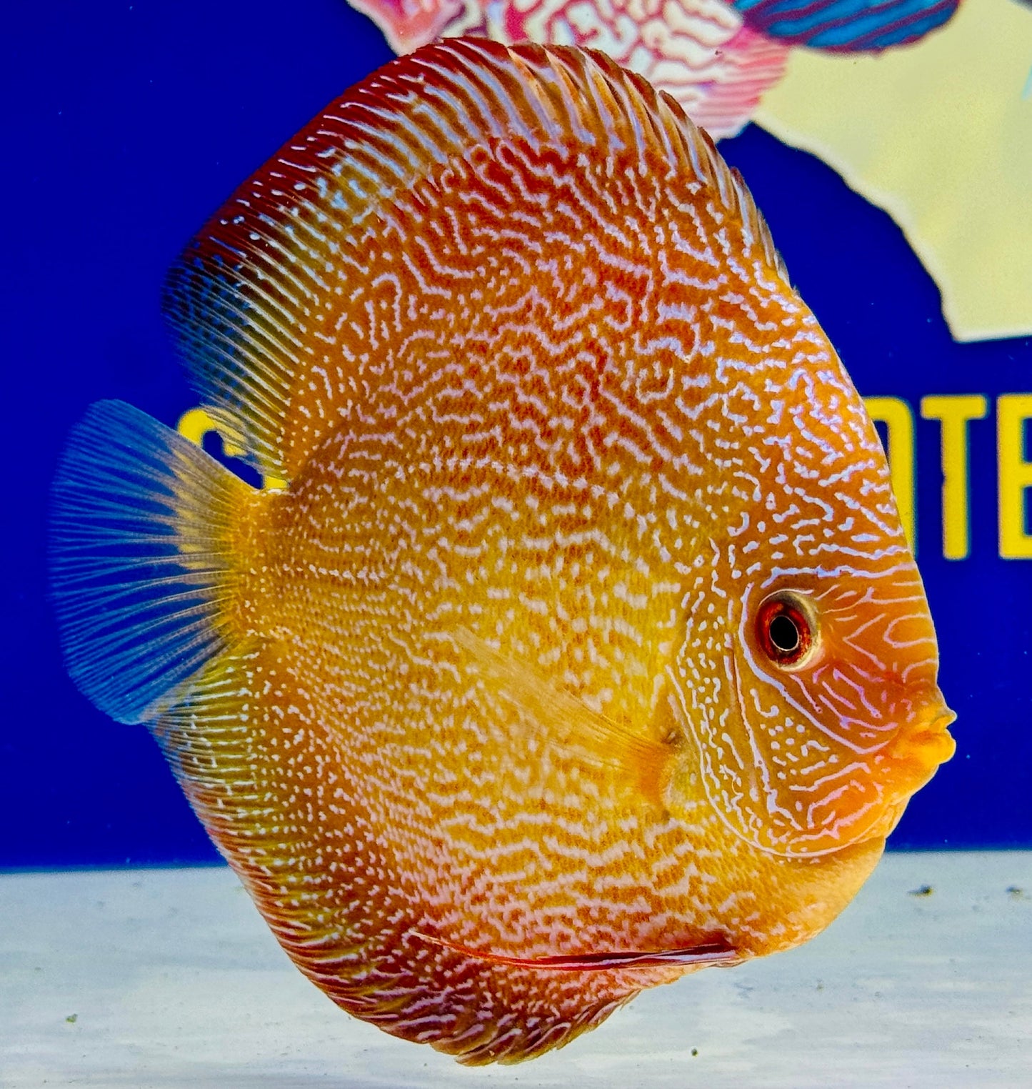 Red Scarlet Snakeskin Discus 5-5.5"