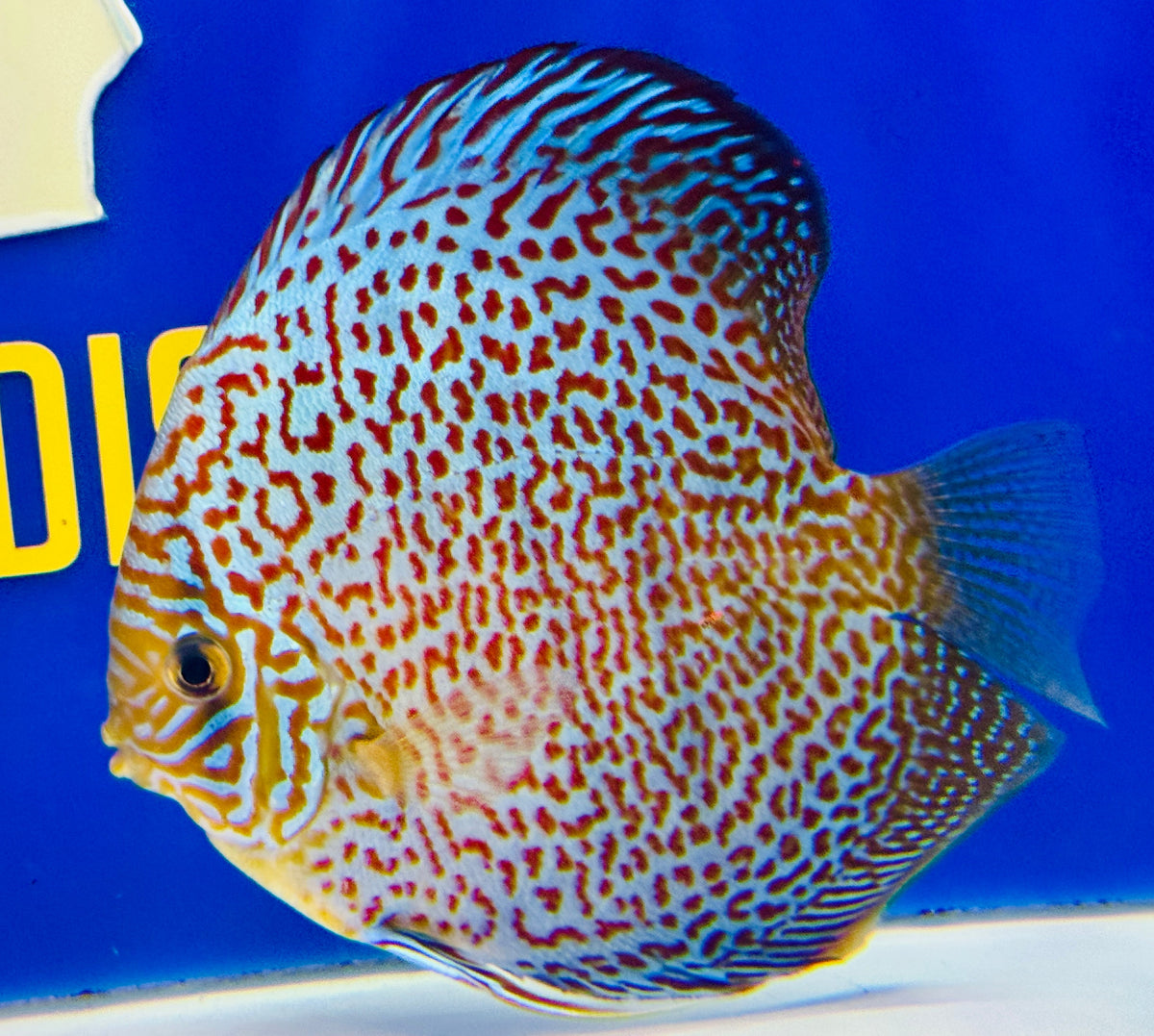 Leopard Discus 5-5.5"