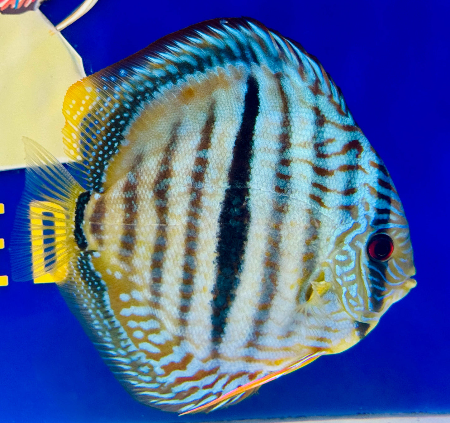 Blue Turquoise Heckel Cross Premium Discus 6-6.5” (WYSIWYG)