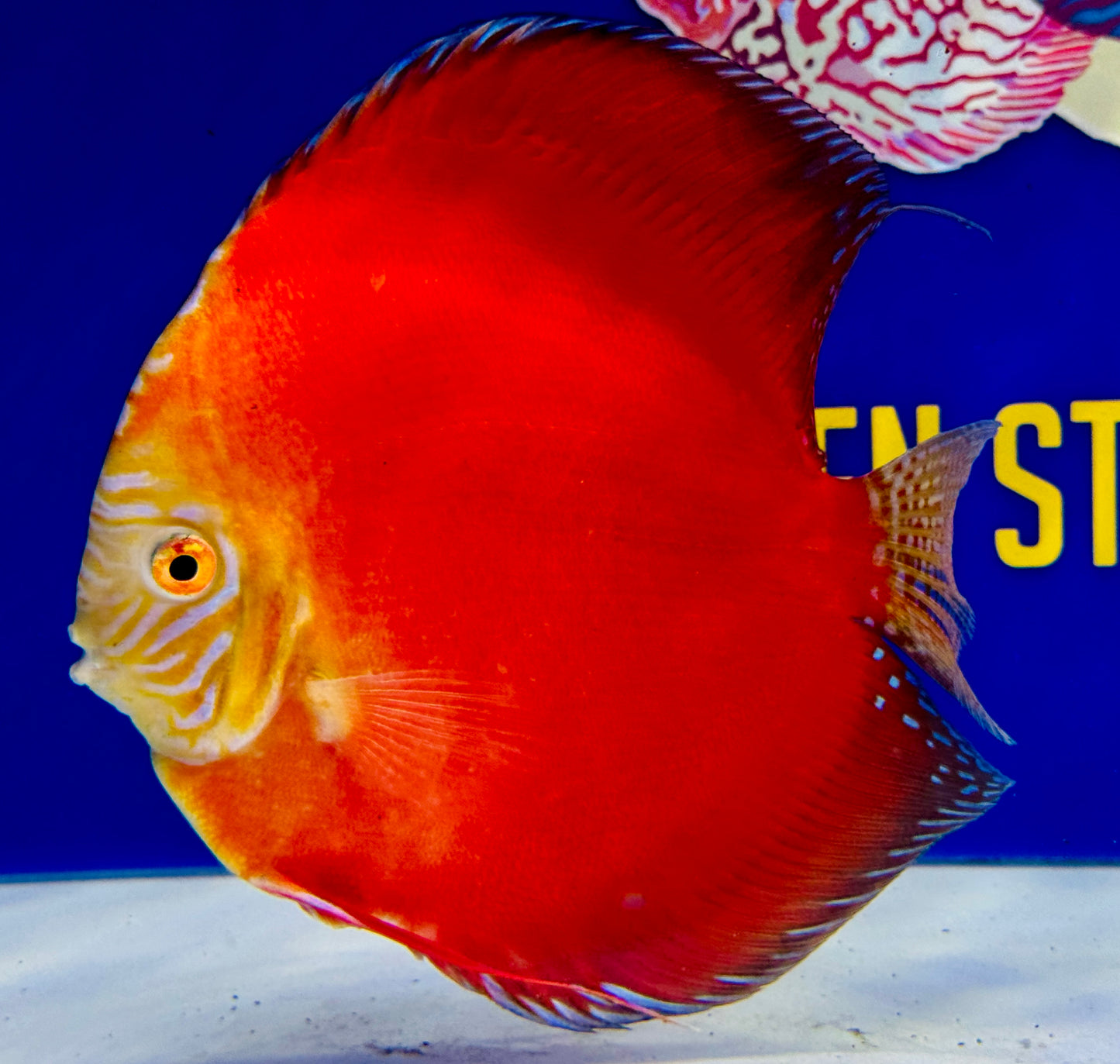 Moonstone Discus Premium Jumbo 6.5-7.5” (WYSIWYG)