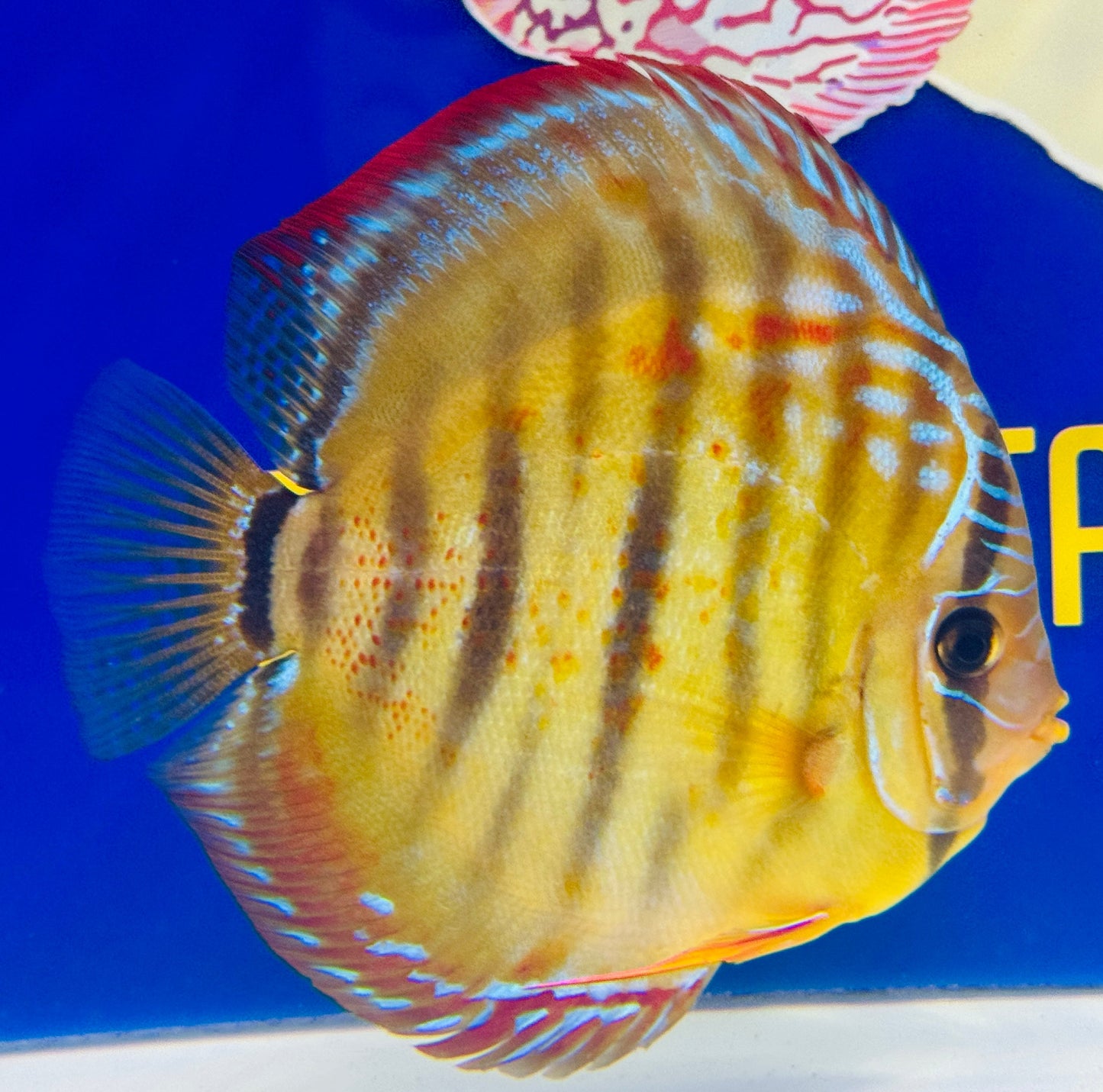 Trombeta Heckel Cross KL Premium Discus 6-6.5” (WYSIWYG)