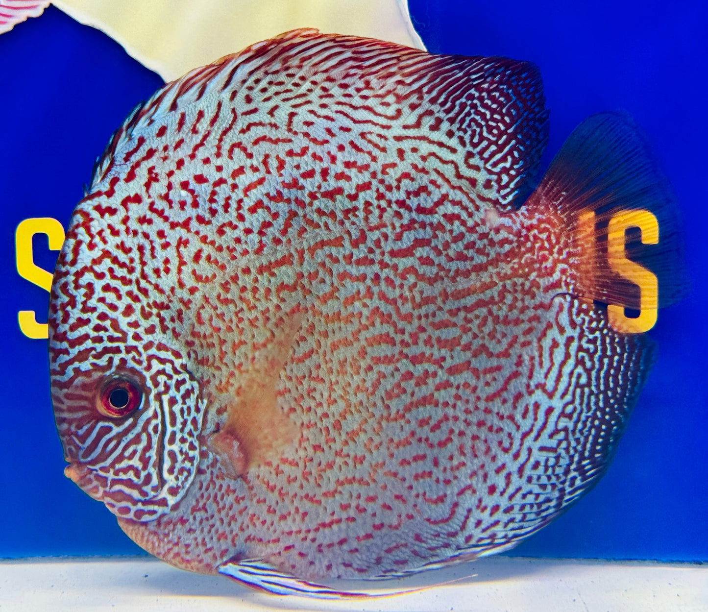 Viper King Jumbo Premium Discus 6.5-7.5 (WYSIWYG)