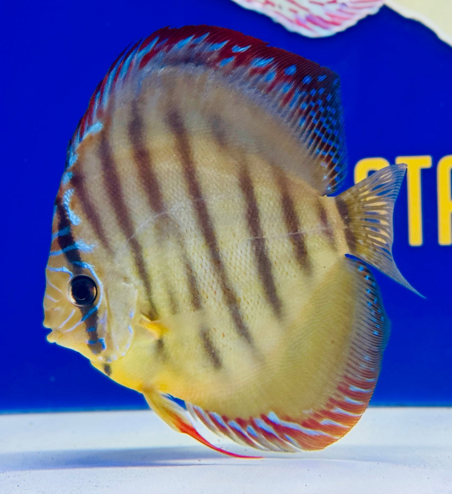 Paraconi Heckel Cross KL Discus 5-5.5” (WYSIWYG)