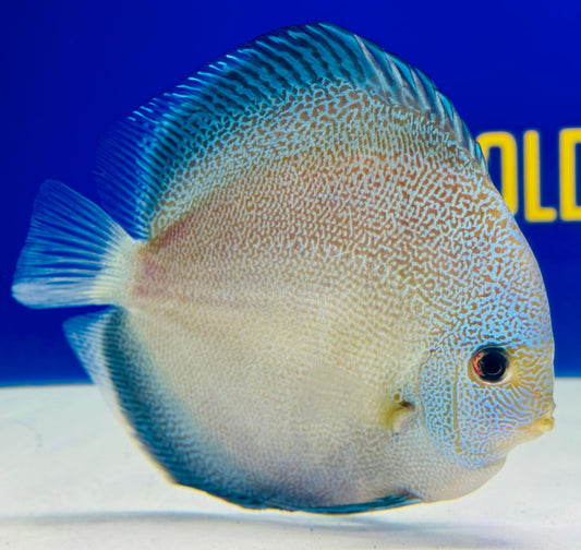 Dragon Snakeskin Premium Discus 6-6.5"