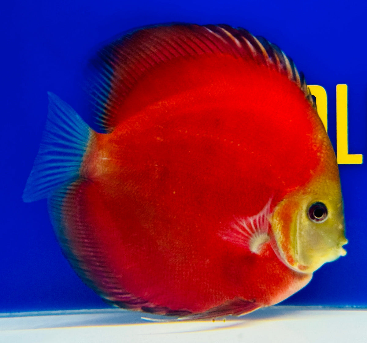 Red Cover Discus 5-5.5"