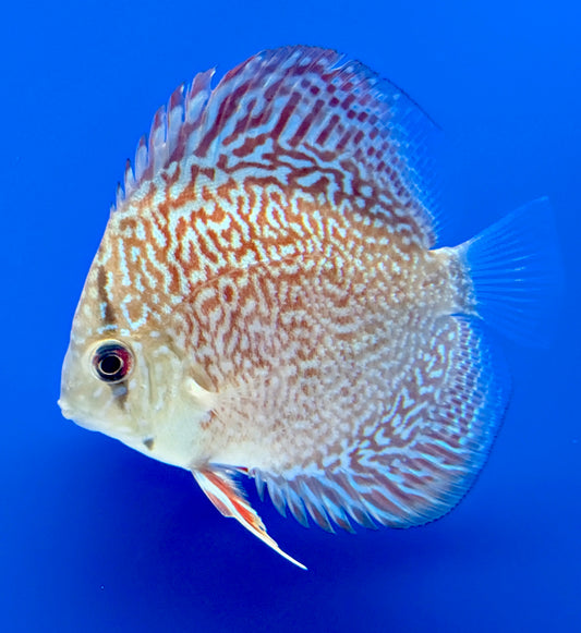 Majestic Fire Discus 3-3.5"