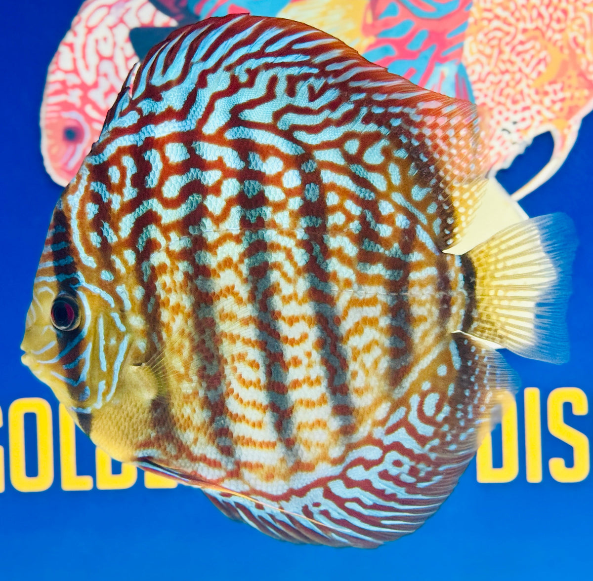 Mazed Spotted KL Jumbo Premium Discus 6.5-7.5” (WYSIWYG)