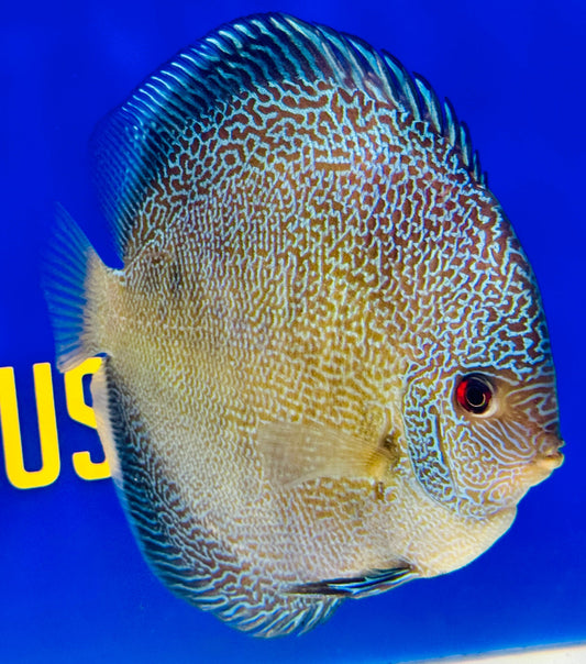 Dragon Snakeskin Premium Discus 6-6.5"