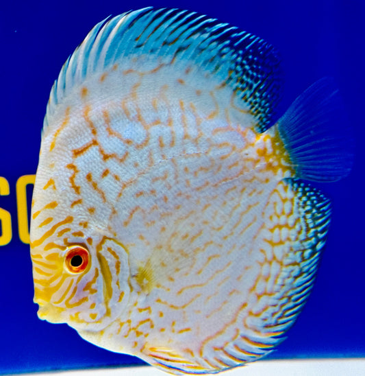 White Butterfly Discus 5-5.5"