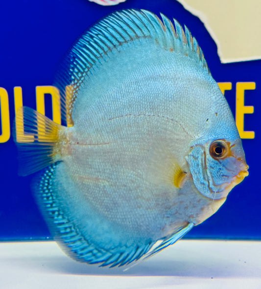 Reflection Deep Discus 5-5.5"