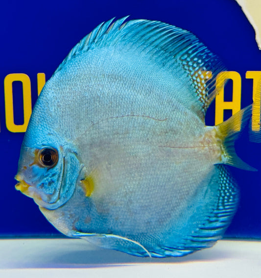 Reflection Deep Discus 5-5.5"