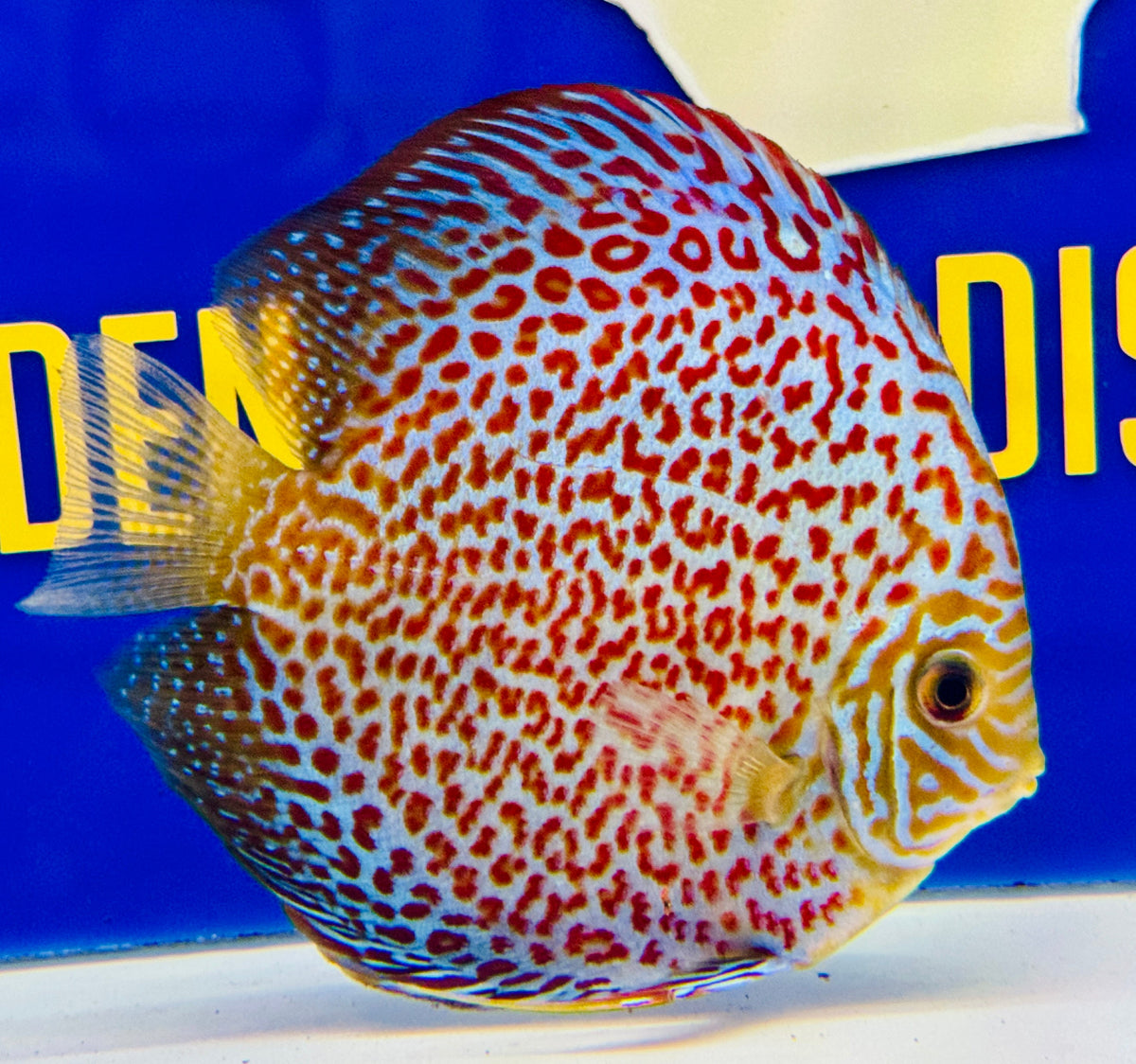 Leopard Discus 5-5.5"