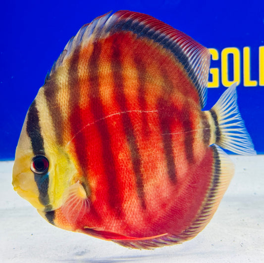 Sun Merah KL Premium 6-6.5” (WYSIWYG)