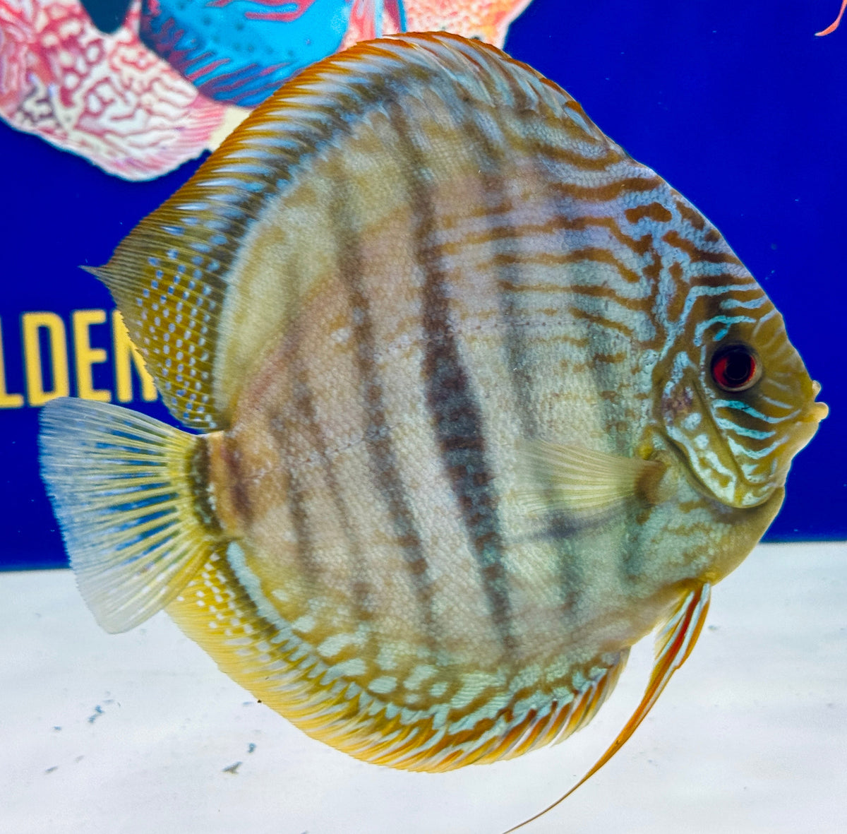 Blue Turquoise Heckel Cross Jumbo Premium Discus 6.5-7"