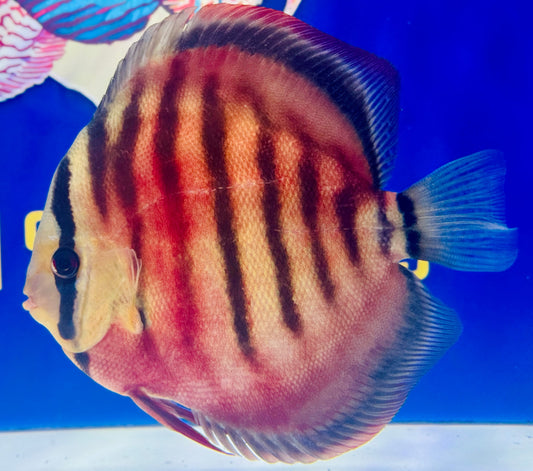 Sun Merah KL Jumbo Premium Discus 6.5-7"