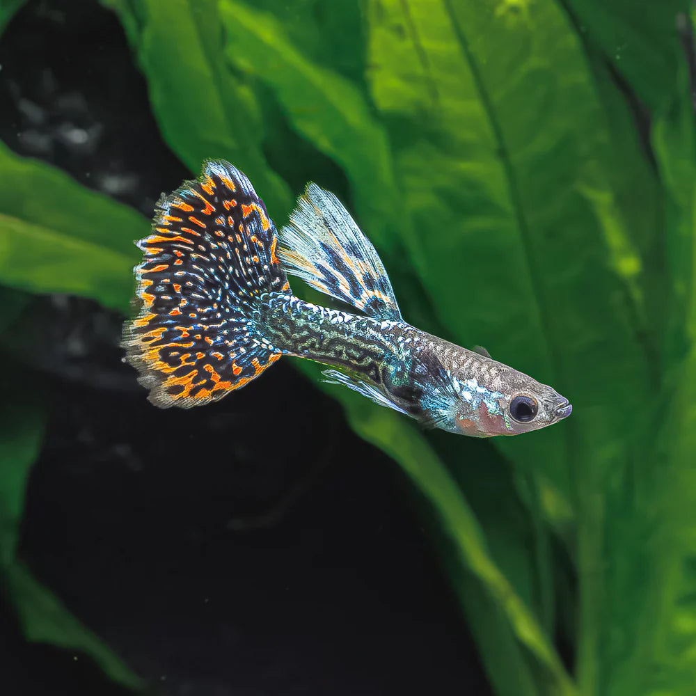 Tiger Mosaic Dumbo Ear Male Guppy
