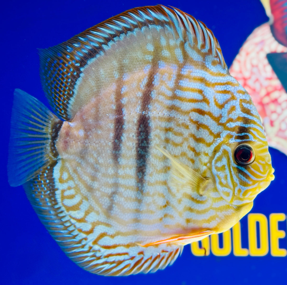 Blue Turquoise Heckel Cross Jumbo Premium Discus 6.5-7"
