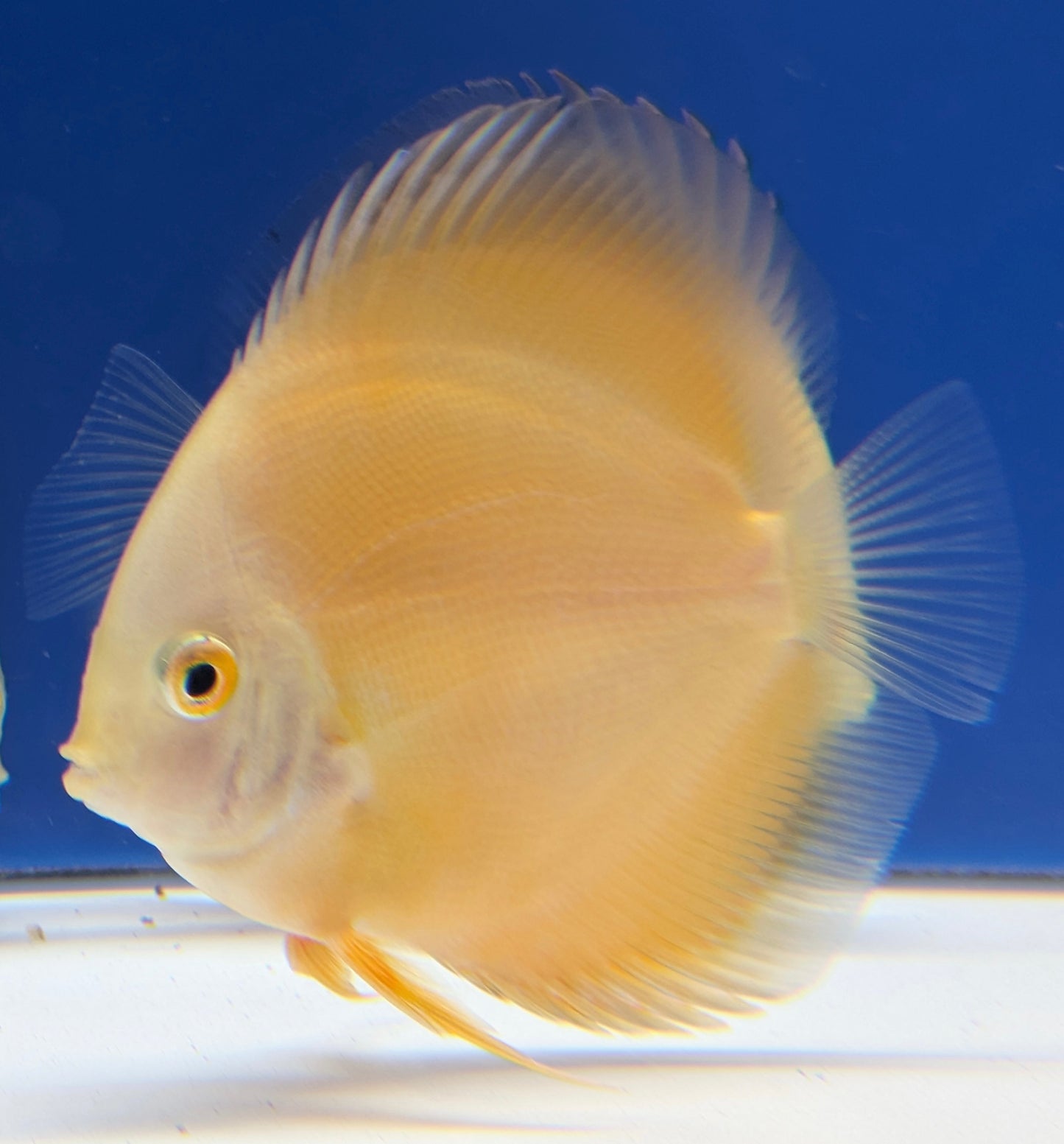 Golden Diamond Discus 3-3.5"