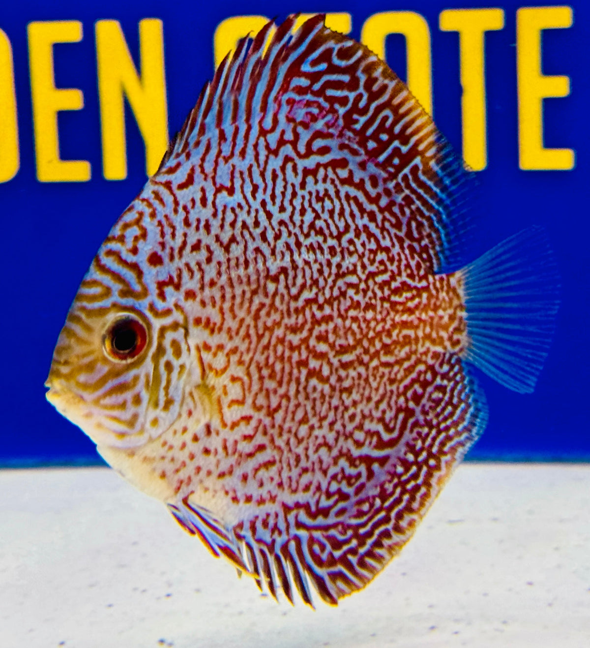 Viper King Discus 3-3.5"