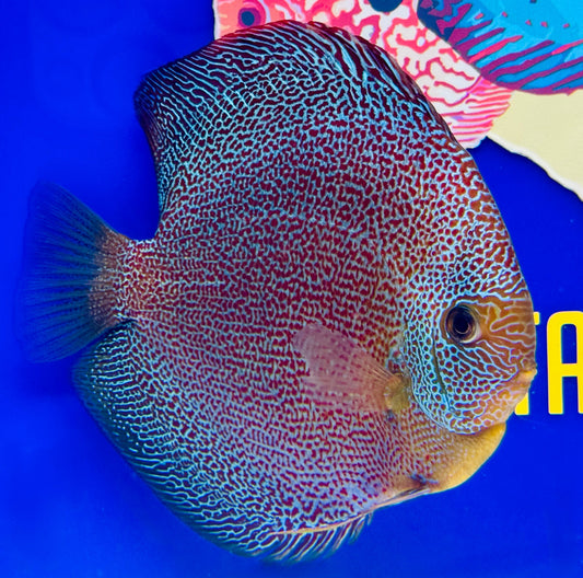Panthera Jumbo Premium Discus 6.5-7"