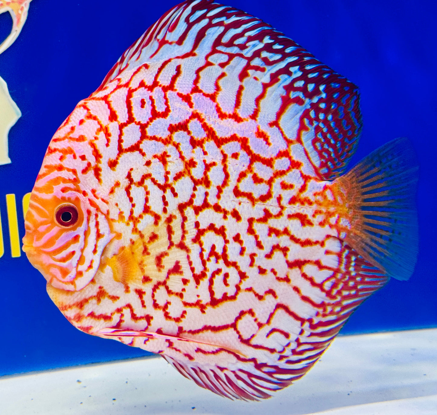 Pigeon Checkerboard Jumbo Premium Discus 6.5-7.5” (WYSIWYG)