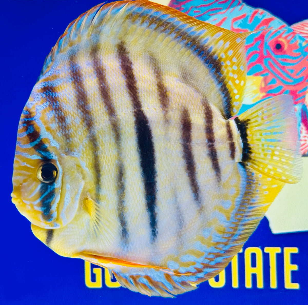 Trombeta Heckel Cross KL Extra Jumbo Premium Discus 7-8"