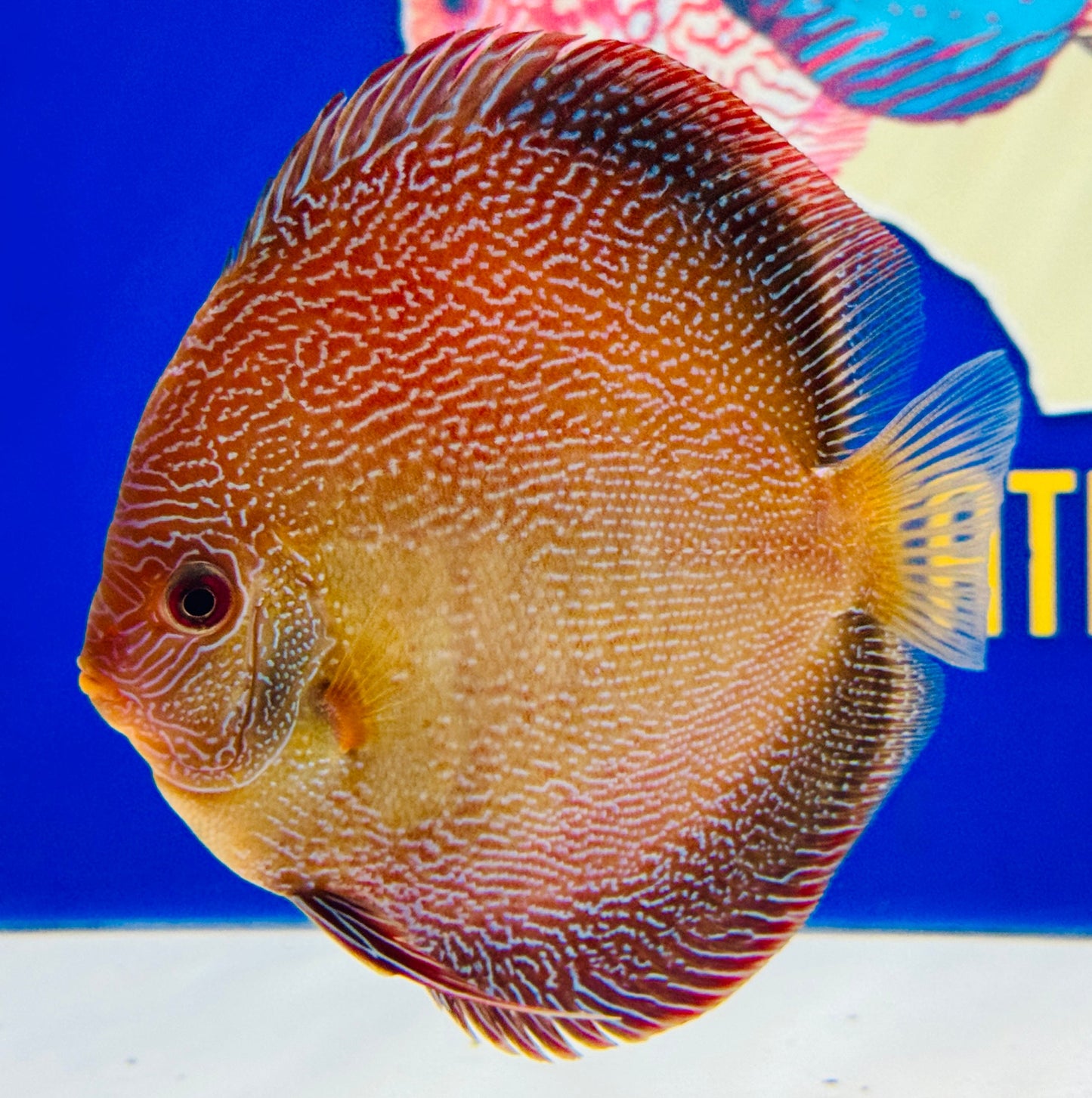 Red Scarlet Snakeskin Discus 5-5.5 (WYSIWYG)