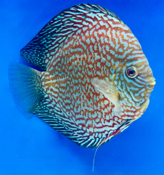 Maze Turquoise Jumbo Premium Discus 6.5-7.5"