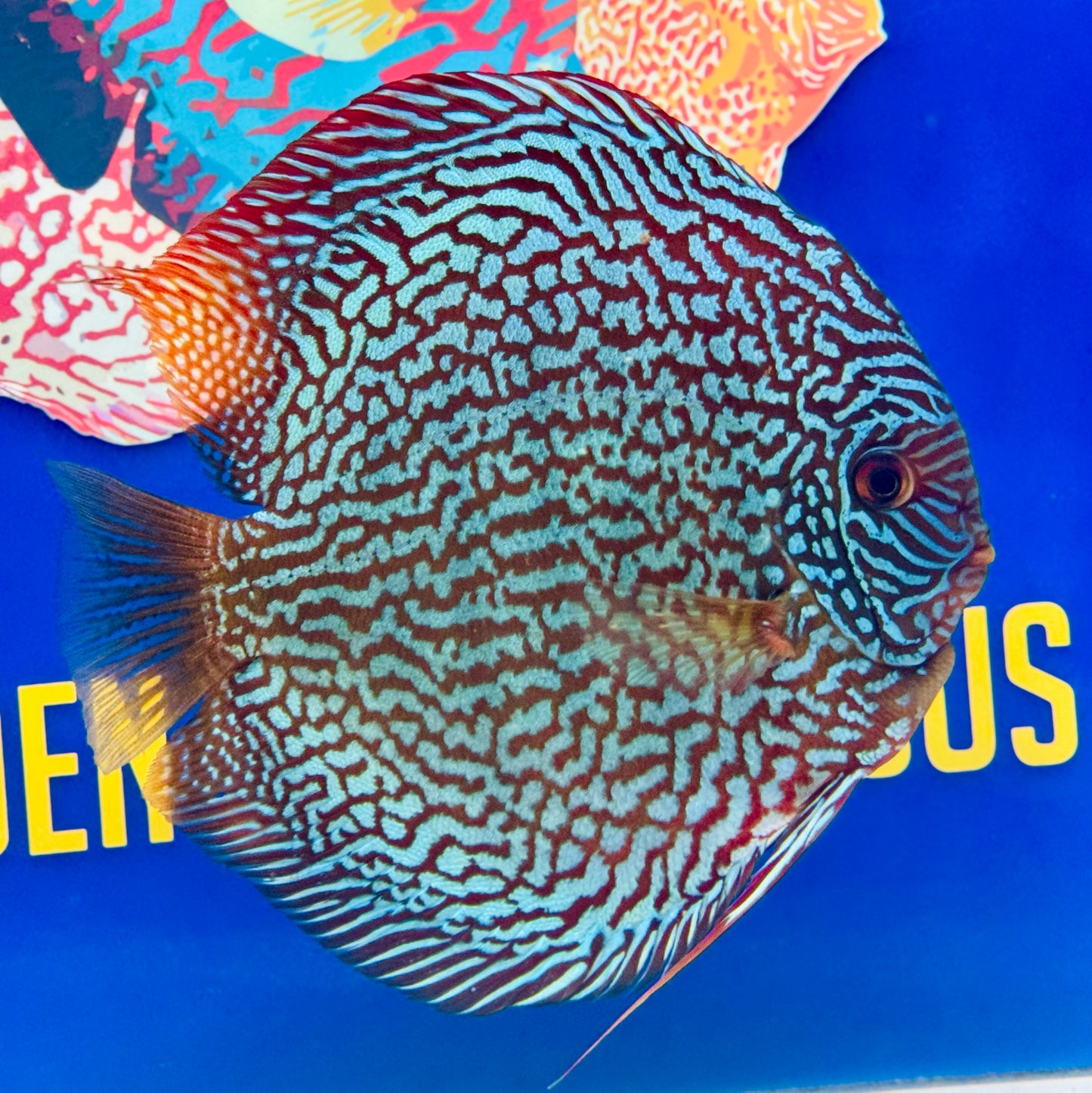 Maze Turquoise Jumbo Premium Discus 6.5-7.5” (WYSIWYG)
