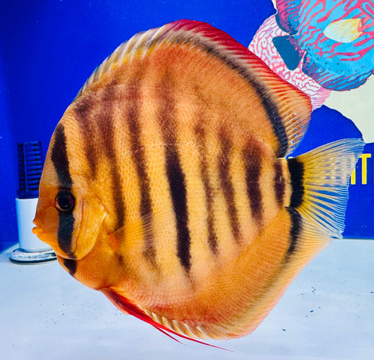 Ica Red Solid Jumbo Premium KL Discus 6.5-7.5"