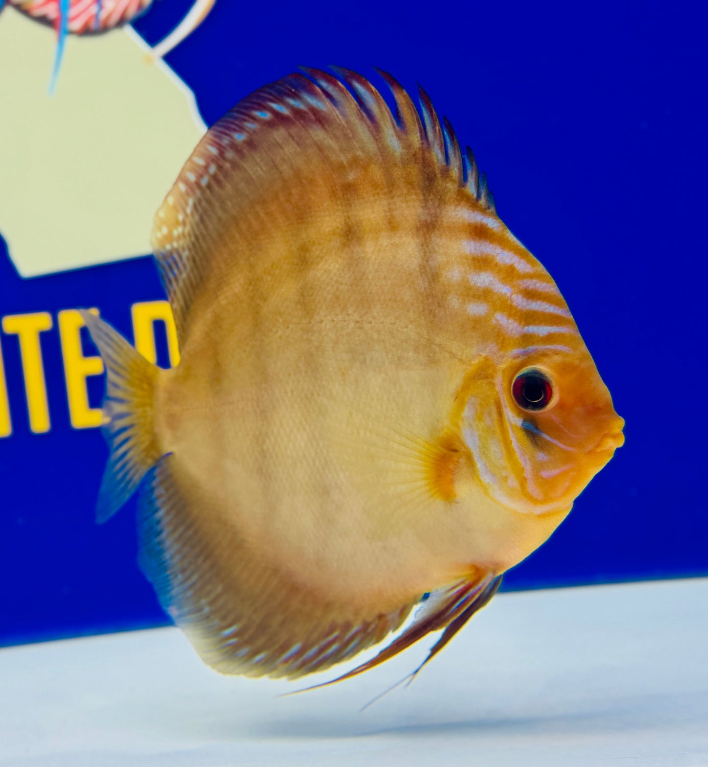 Wild Cross Discus 5-5.5"