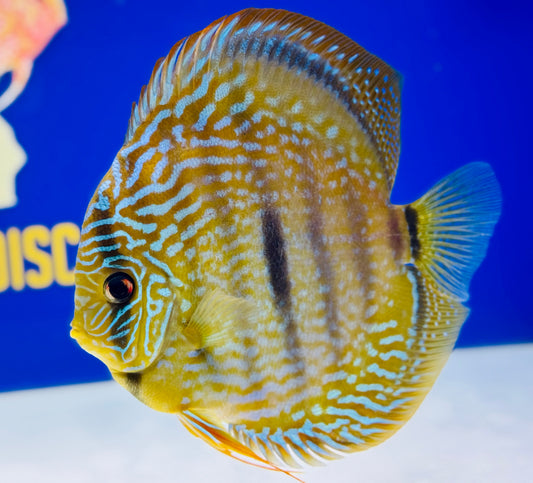 Paraconi Heckle Cross Kl Jumbo Premium Discus 6.5-7.5"