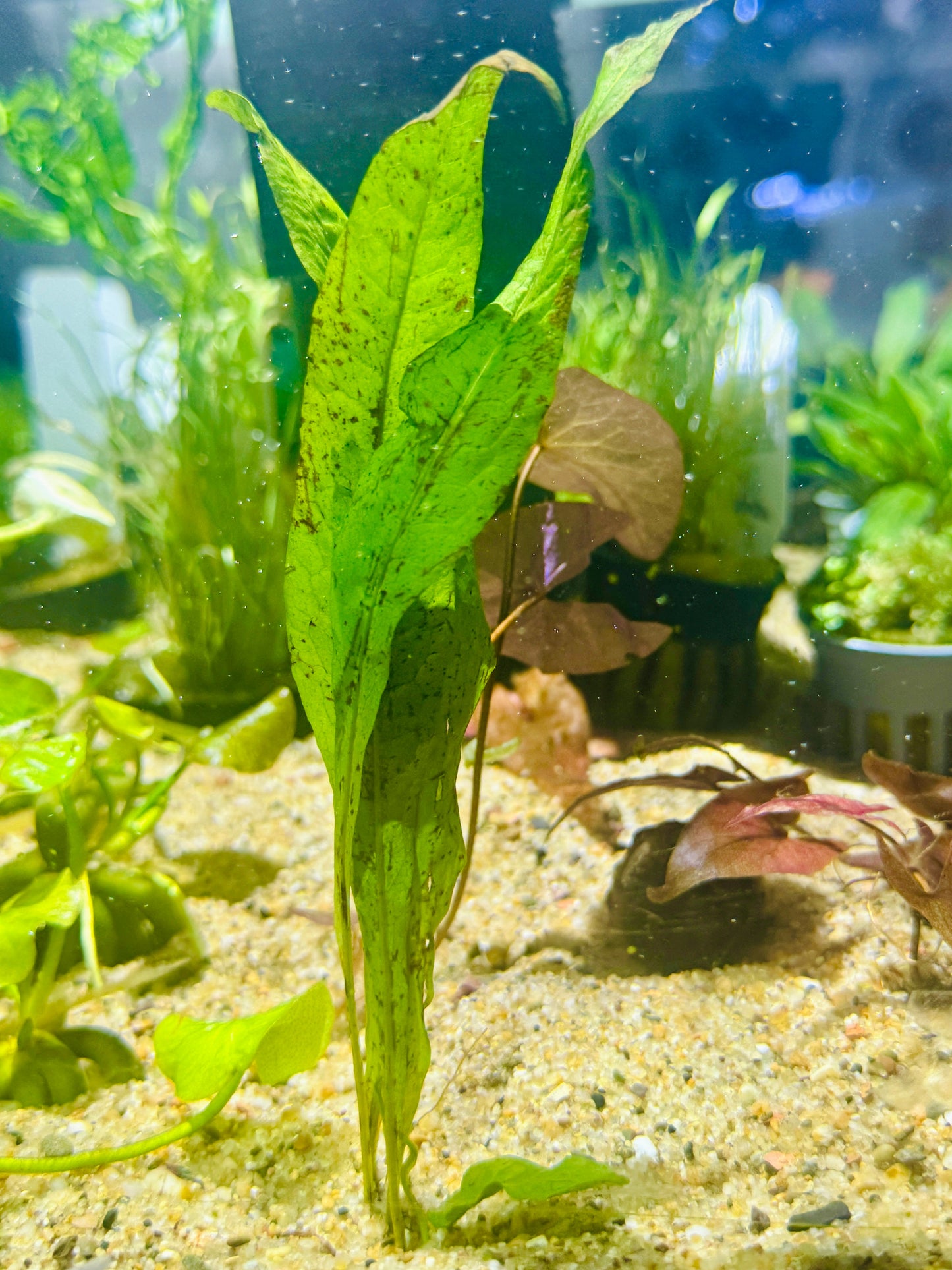 Spear Java Fern