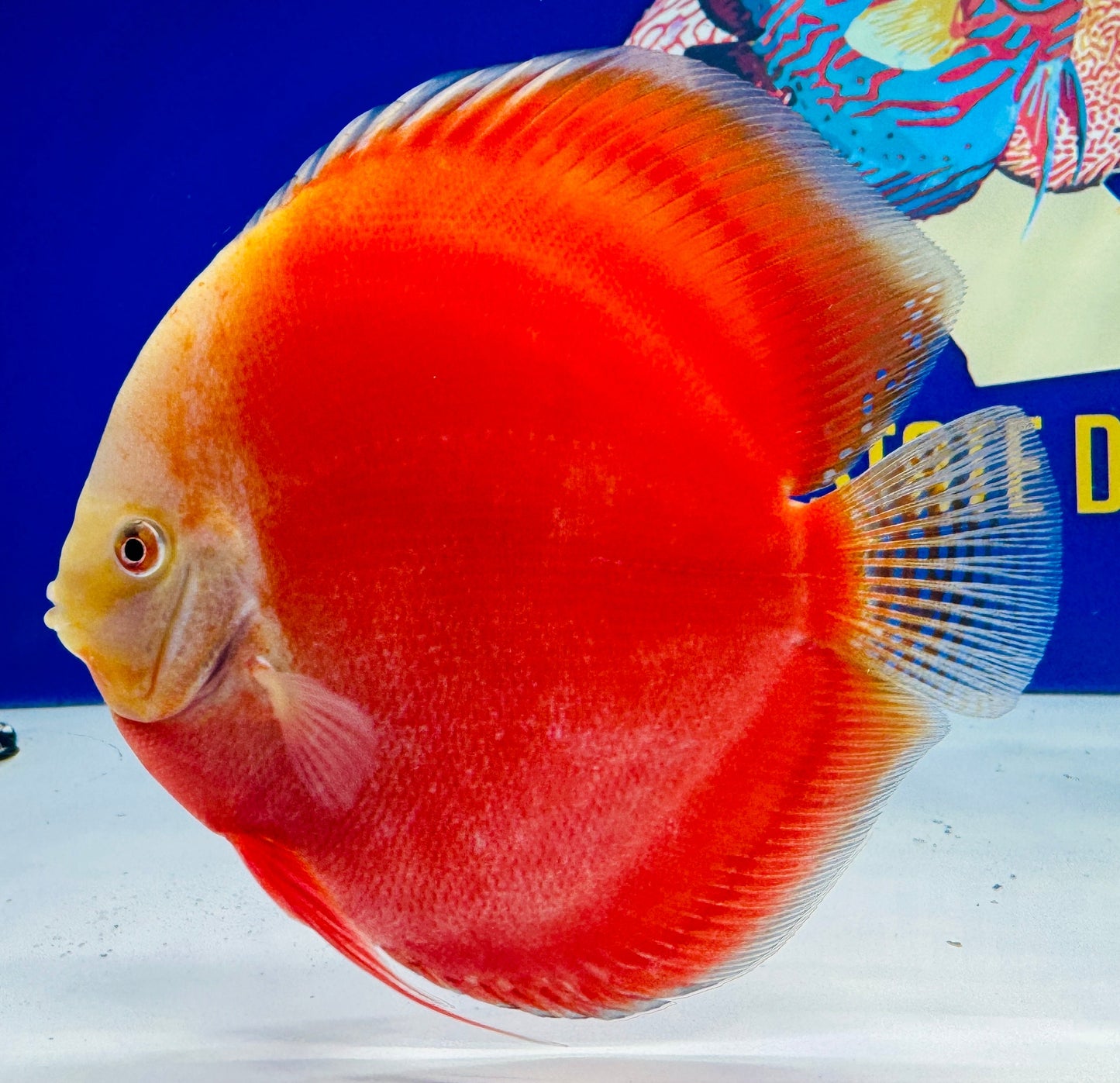 Red White Premium Discus 6-6.5"