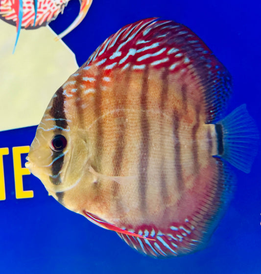 Wild Cross Red Iripixi Discus 5-5.5"