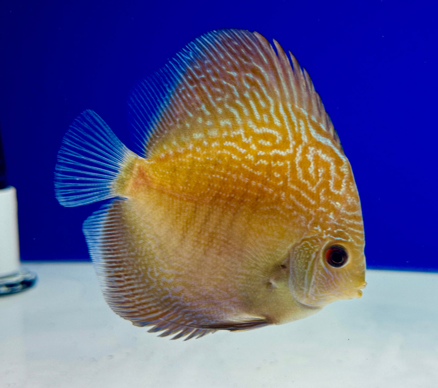 Blue Snakeskin Discus 4-4.5"
