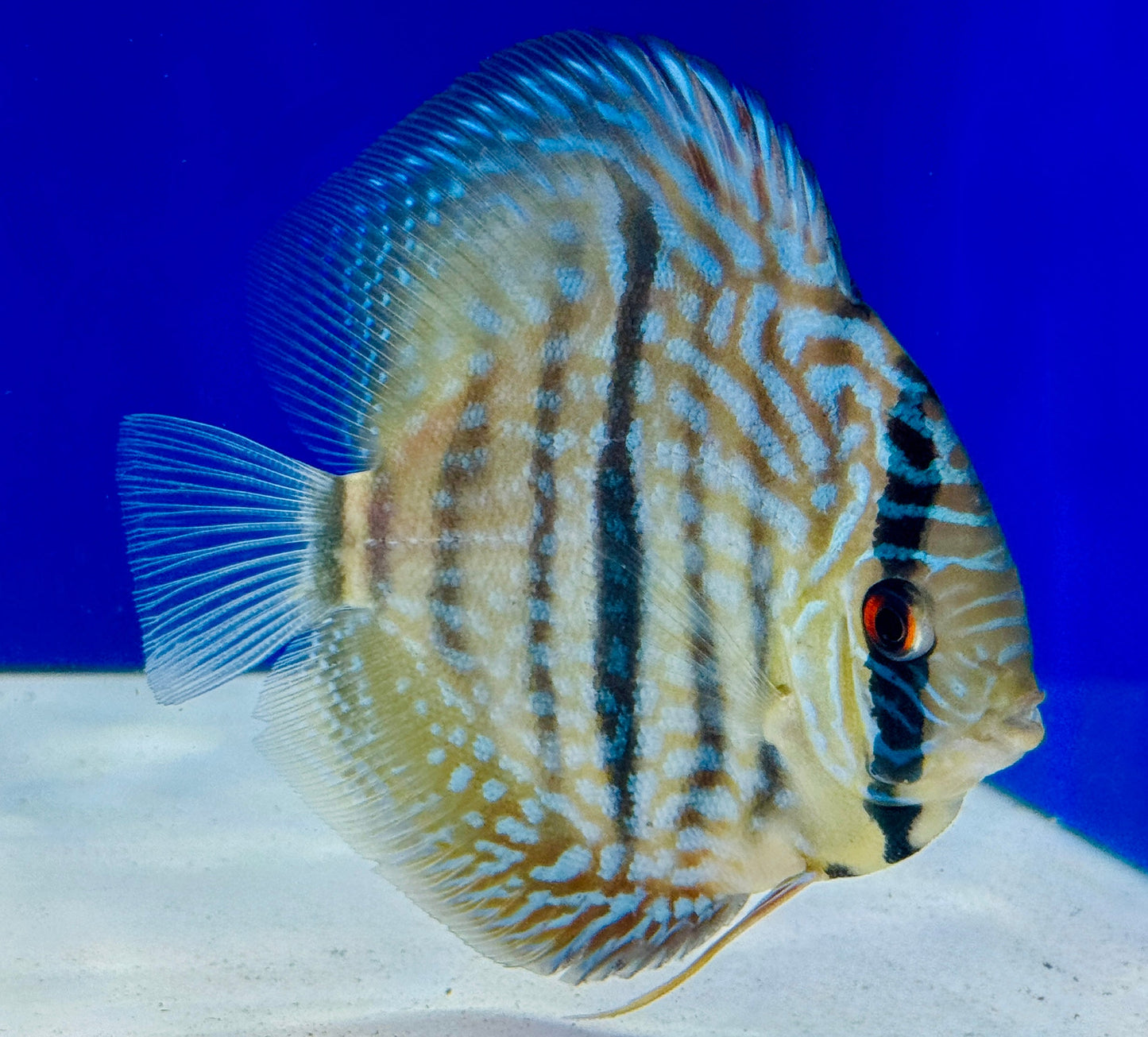 Blue Moon Heckle Cross Discus 4.5-5"